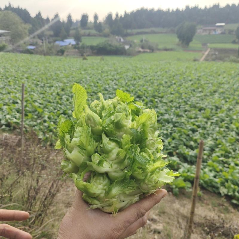 遂宁儿菜