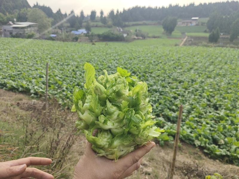 遂宁儿菜