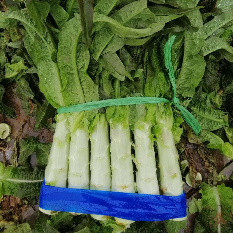 【高品质】湖北红莴笋万亩基地货源充足，质量好，品质保证。