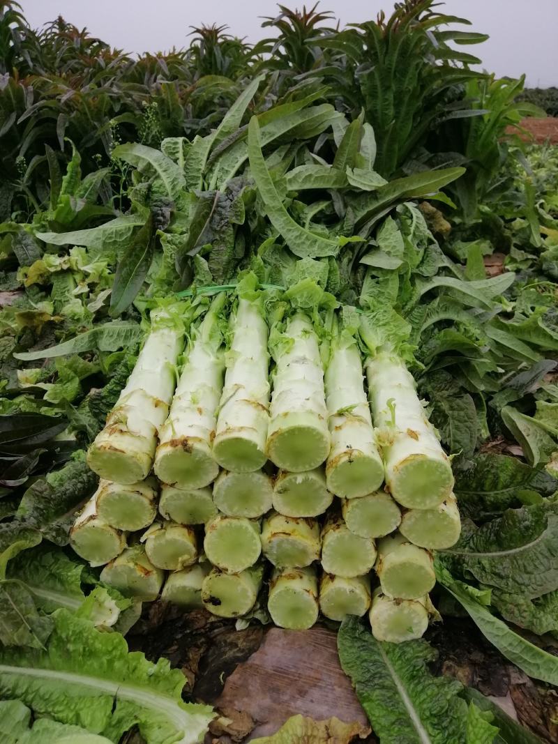 【高品质】湖北红莴笋万亩基地货源充足，质量好，品质保证。