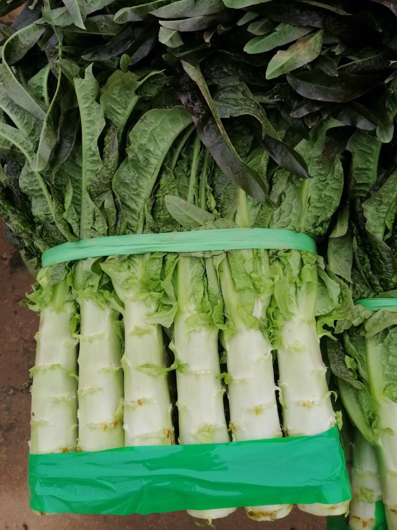 【高品质】湖北红莴笋万亩基地货源充足，质量好，品质保证。