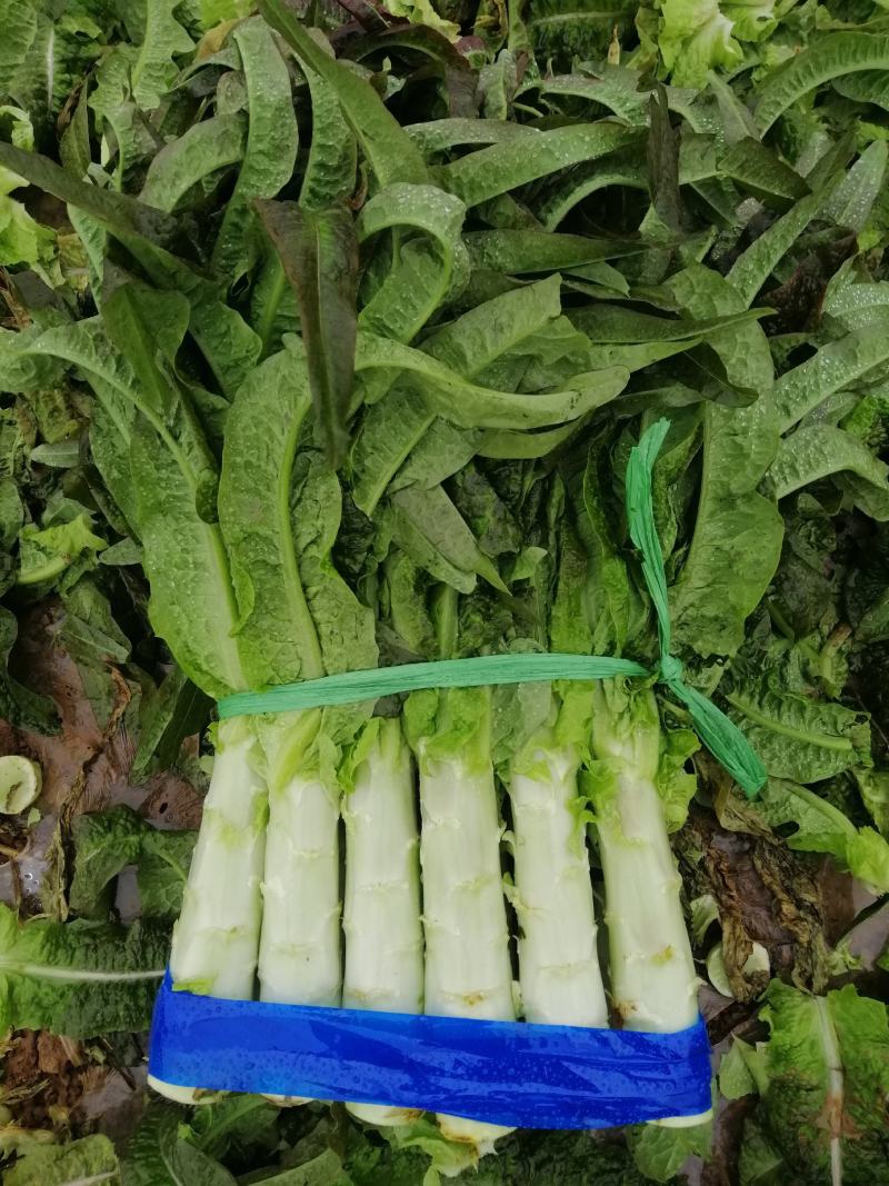 【高品质】湖北红莴笋万亩基地货源充足，质量好，品质保证。