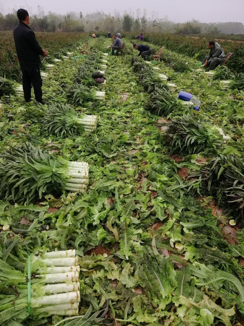 【高品质】湖北红莴笋万亩基地货源充足，质量好，品质保证。