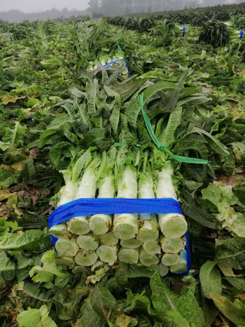 【高品质】湖北红莴笋万亩基地货源充足，质量好，品质保证。