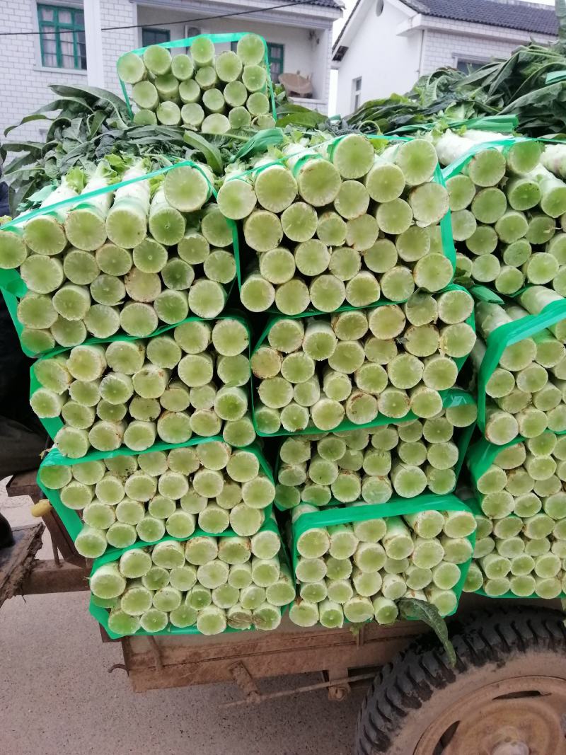 【高品质】湖北红莴笋万亩基地货源充足，质量好，品质保证。