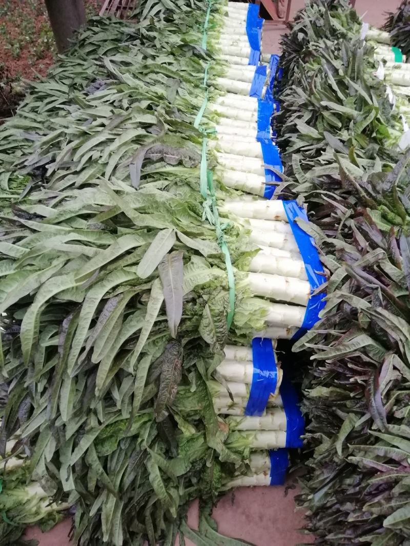 【高品质】湖北红莴笋万亩基地货源充足，质量好，品质保证。