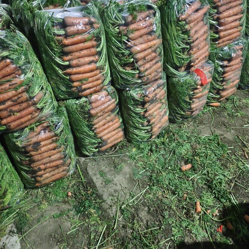 万亩三红胡萝卜泥萝卜半苗，北京包，专做精品！！！