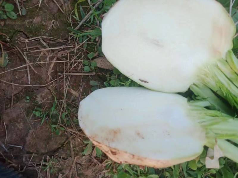 大头菜（2025年精品大头菜！质量保证！，量大从优！