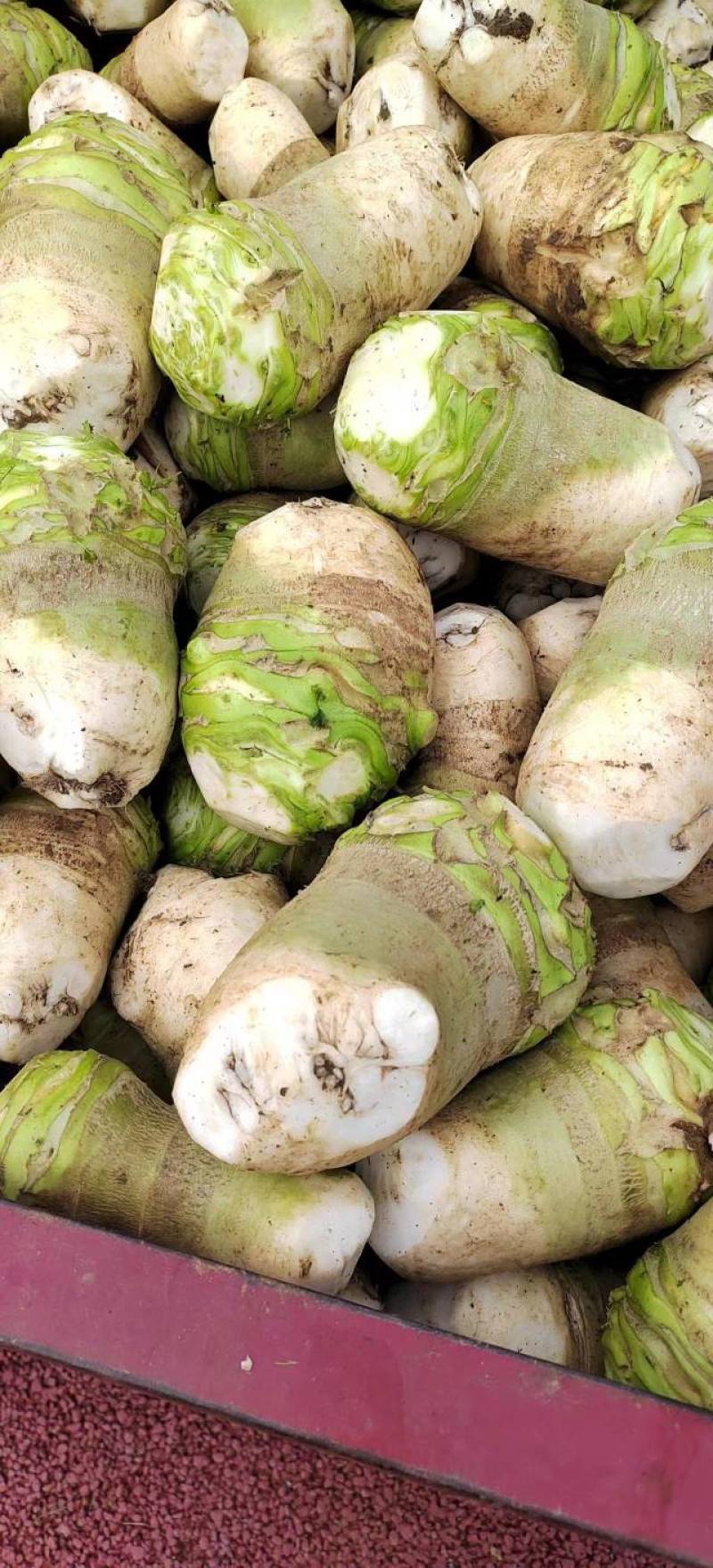 大头菜（2025年精品大头菜！质量保证！，量大从优！