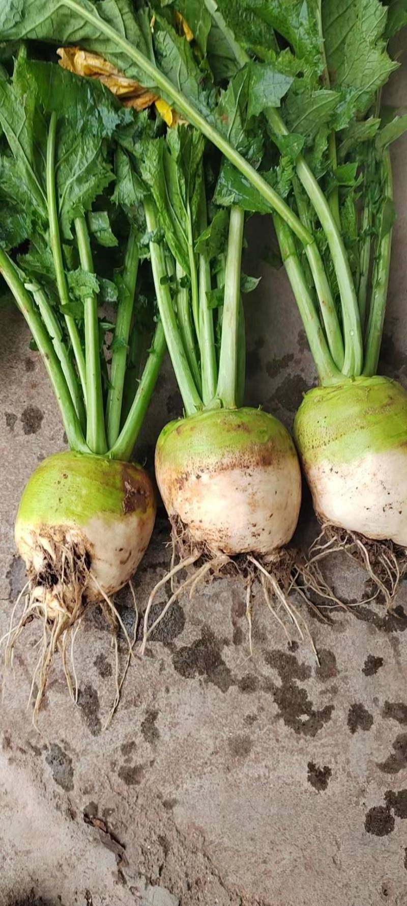 大头菜（2025年精品大头菜！质量保证！，量大从优！