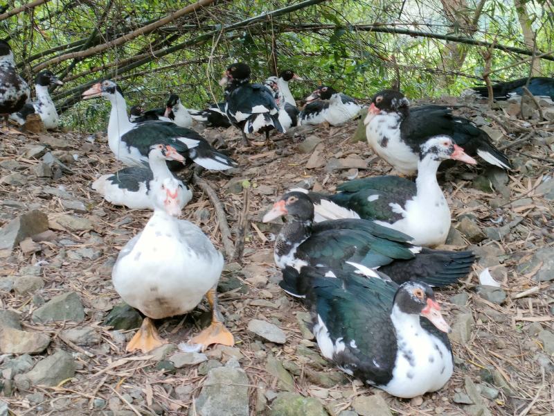 老水黑番鸭公、母，白番鸭公、母