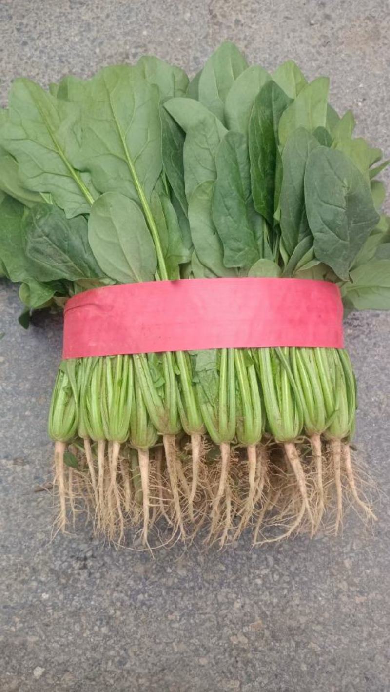 河南精品大叶菠菜大量上市，产地直供，全国代发欢迎电联