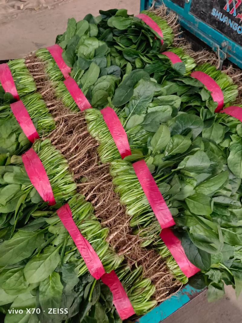 河南精品大叶菠菜大量上市，产地直供，全国代发欢迎电联