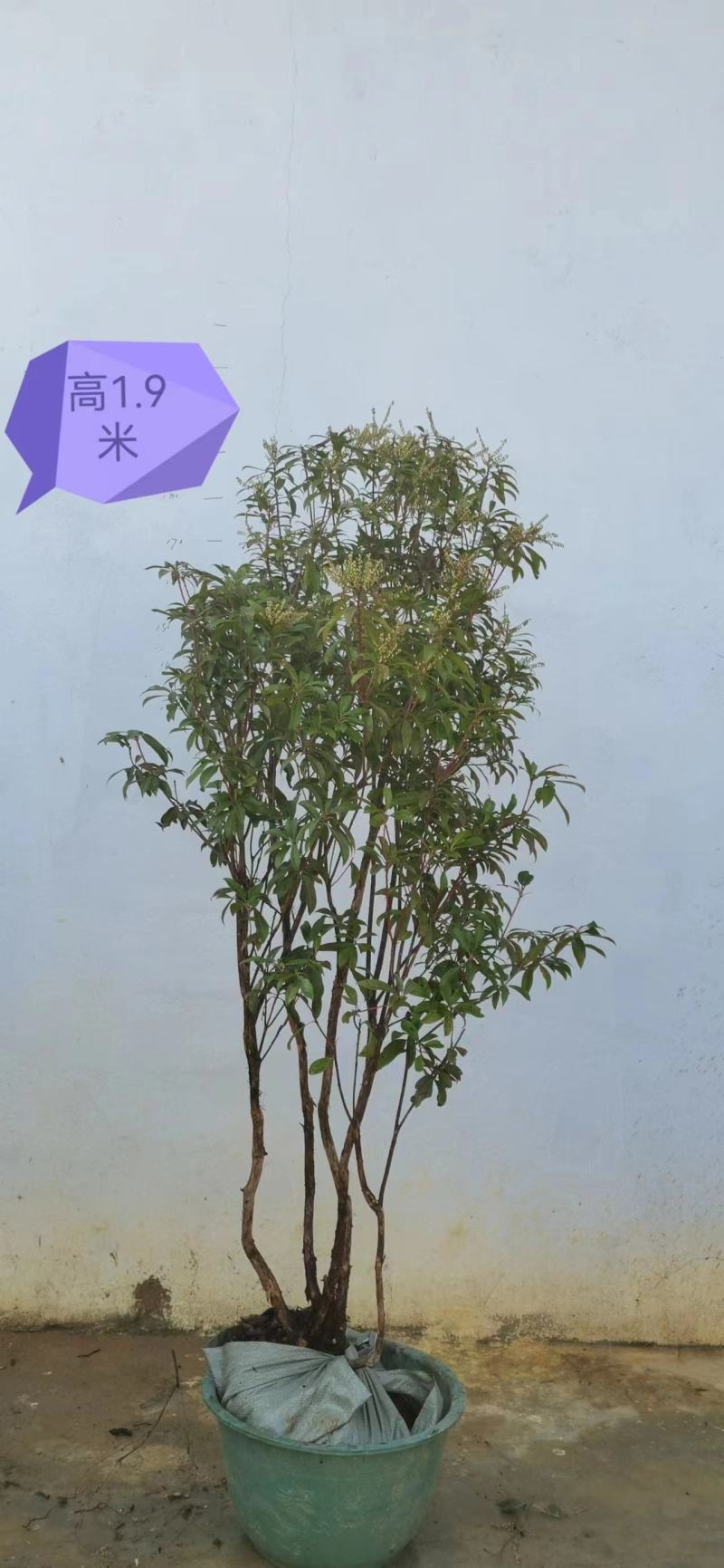 马醉木