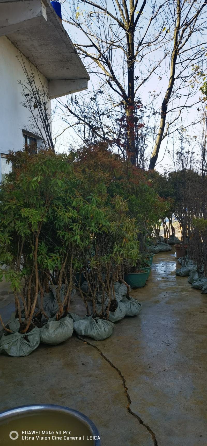 马醉木