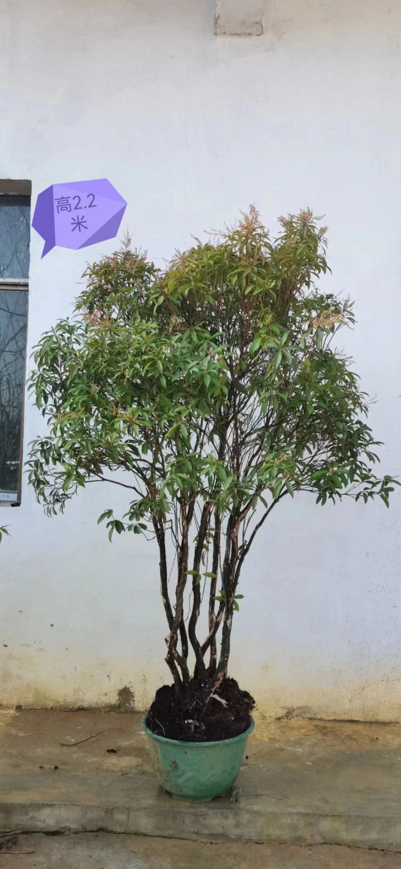 马醉木