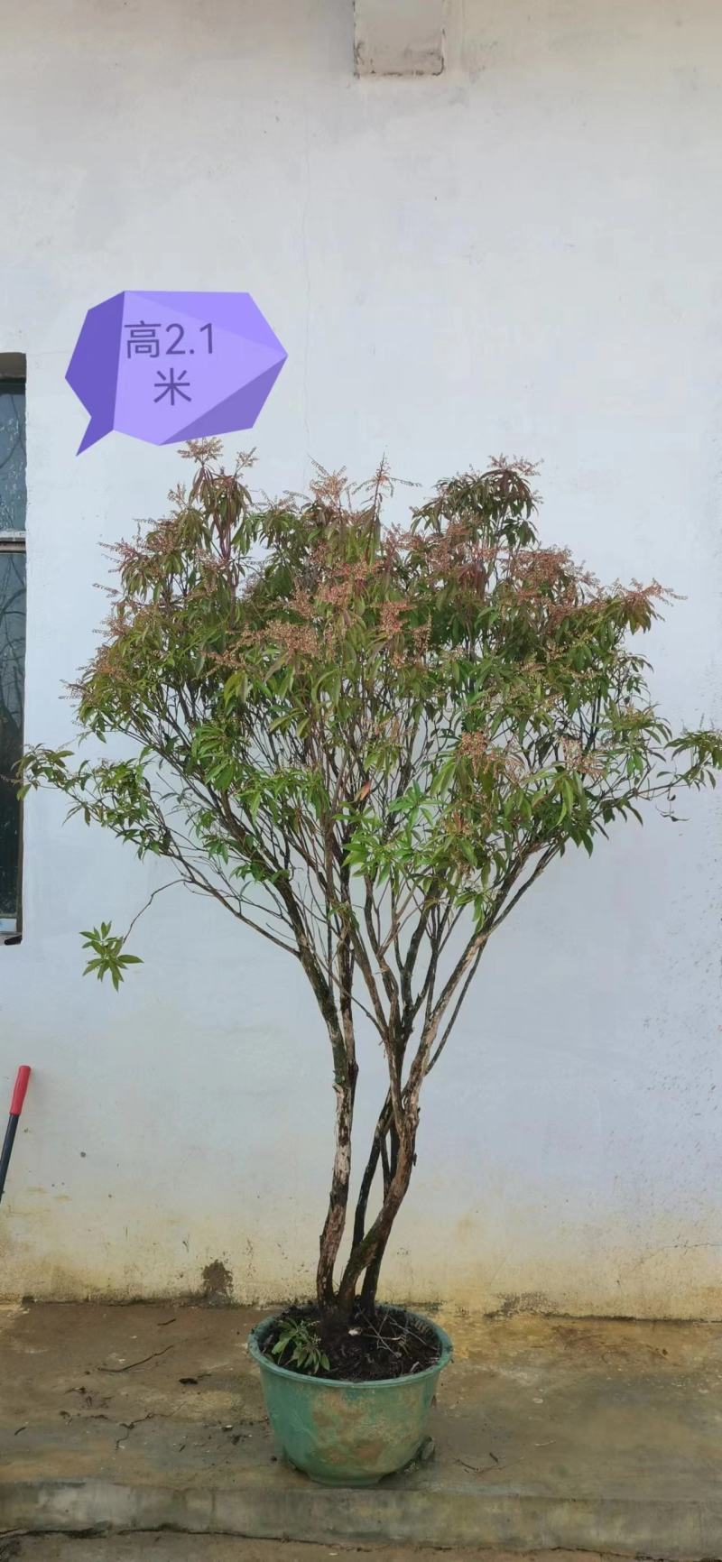 马醉木