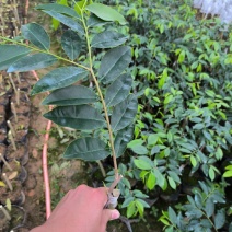 正宗嫁接奇楠沉香流油王广东茂名产地直发