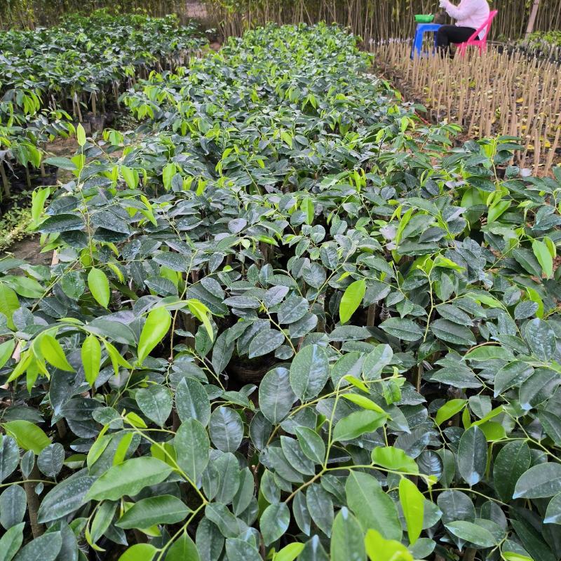 正宗嫁接奇楠沉香流油王广东茂名产地直发