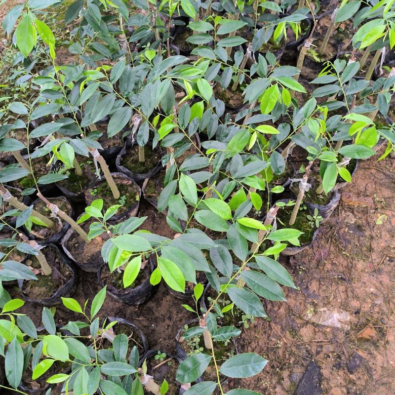 正宗嫁接奇楠沉香流油王广东茂名产地直发