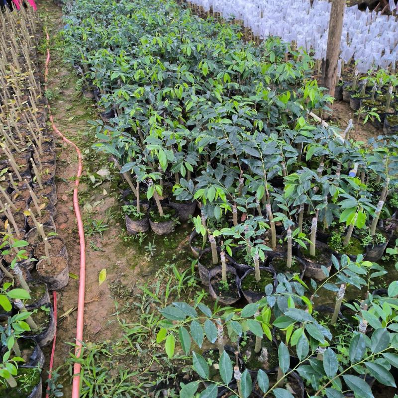 正宗嫁接奇楠沉香流油王广东茂名产地直发