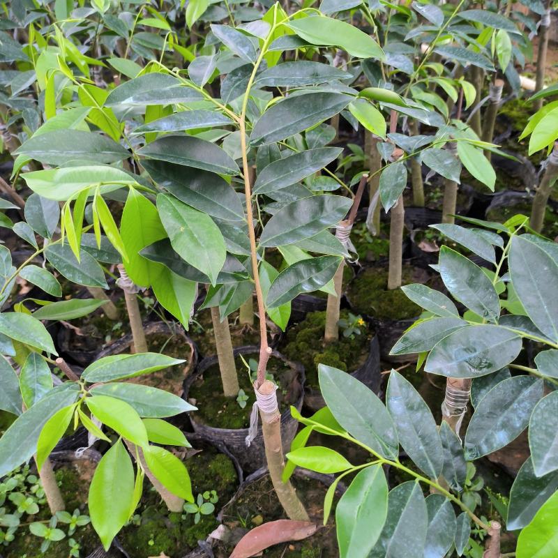 正宗嫁接奇楠沉香流油王广东茂名产地直发