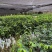 正宗嫁接奇楠沉香流油王广东茂名产地直发