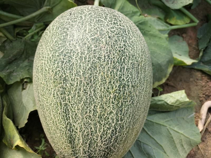 25号小蜜