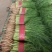 精品小茴香支持超市电商加工厂
