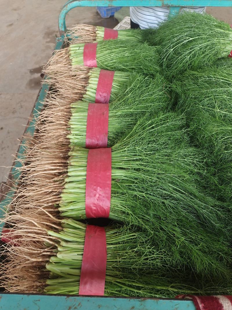 精品小茴香支持超市电商加工厂
