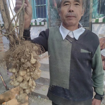 山东济宁沙地千亩洋姜大量供应全国发货价格低，质量有保证