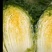 北京新三号白菜4~6斤净菜