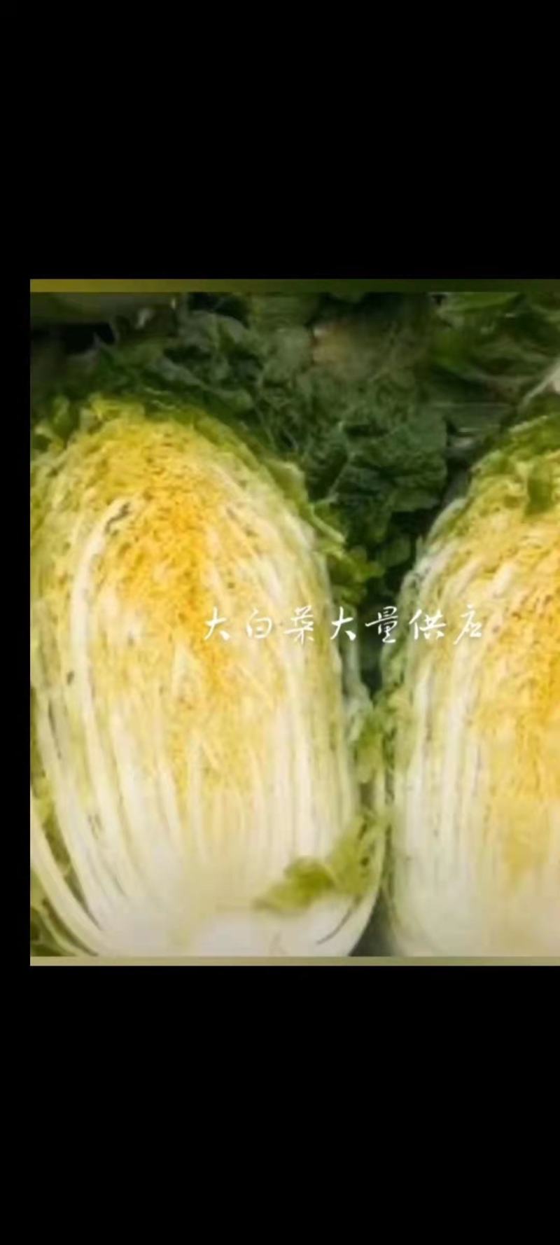 北京新三号白菜4~6斤净菜