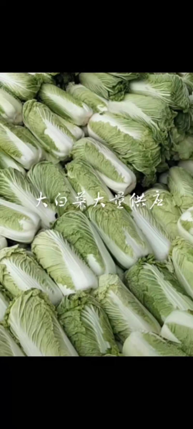 北京新三号白菜4~6斤净菜