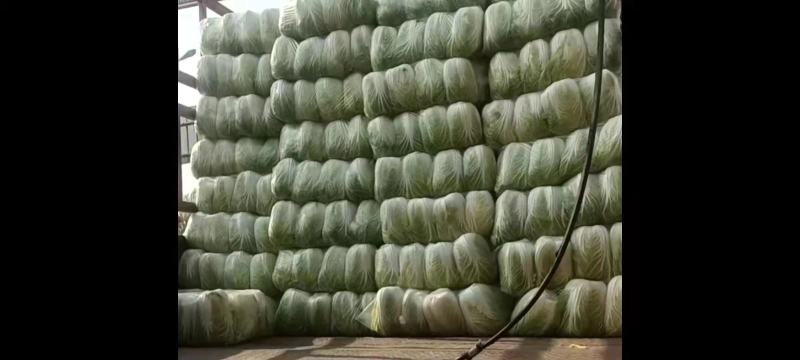 北京新三号白菜4~6斤净菜