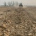 山东济宁沙地千亩洋姜大量供应全国发货价格低，质量有保证