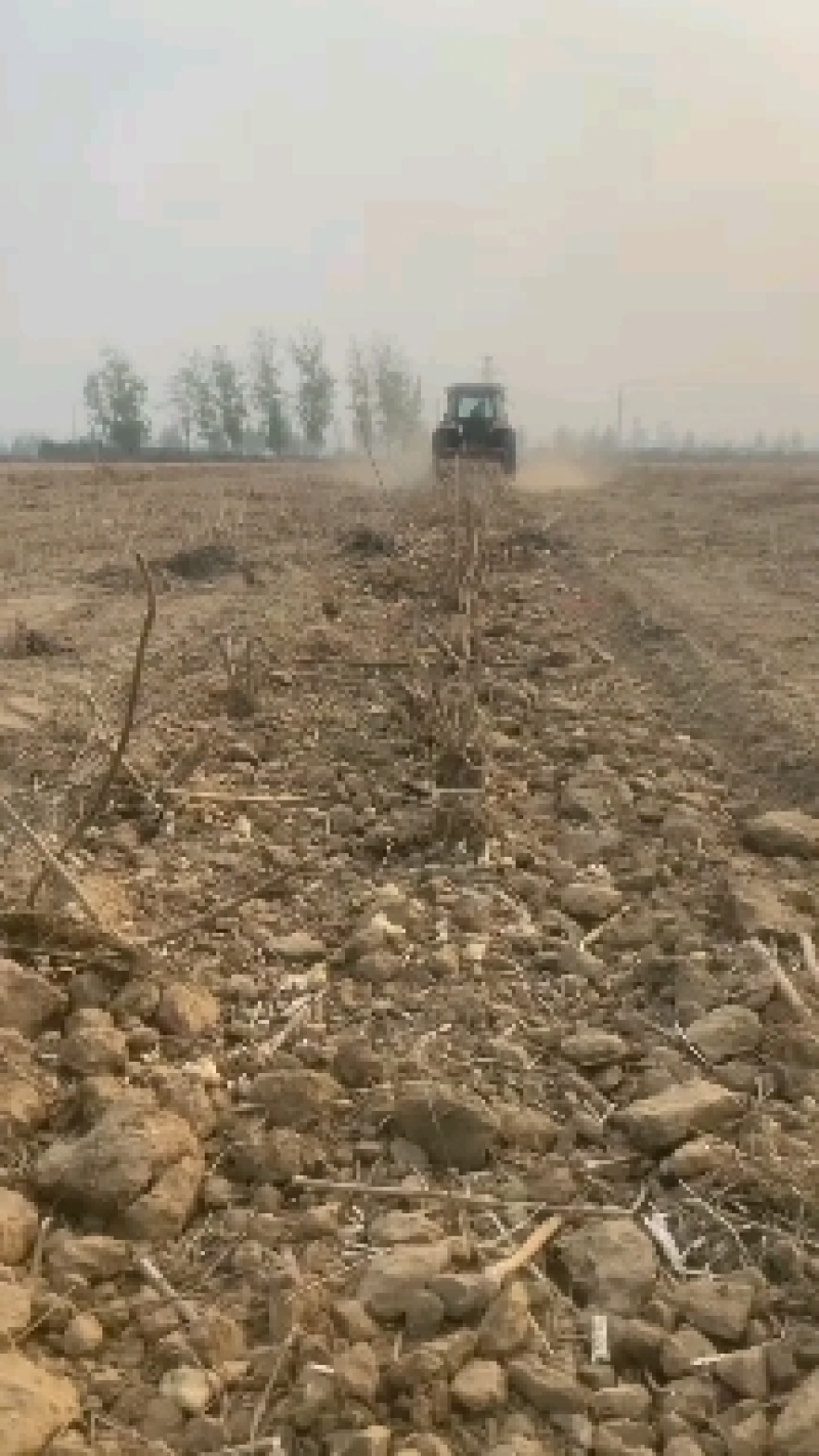 山东济宁沙地千亩洋姜大量供应全国发货价格低，质量有保证