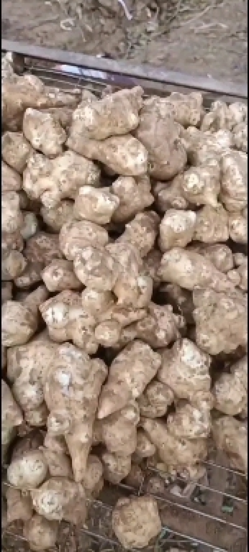 山东济宁沙地千亩洋姜大量供应全国发货价格低，质量有保证