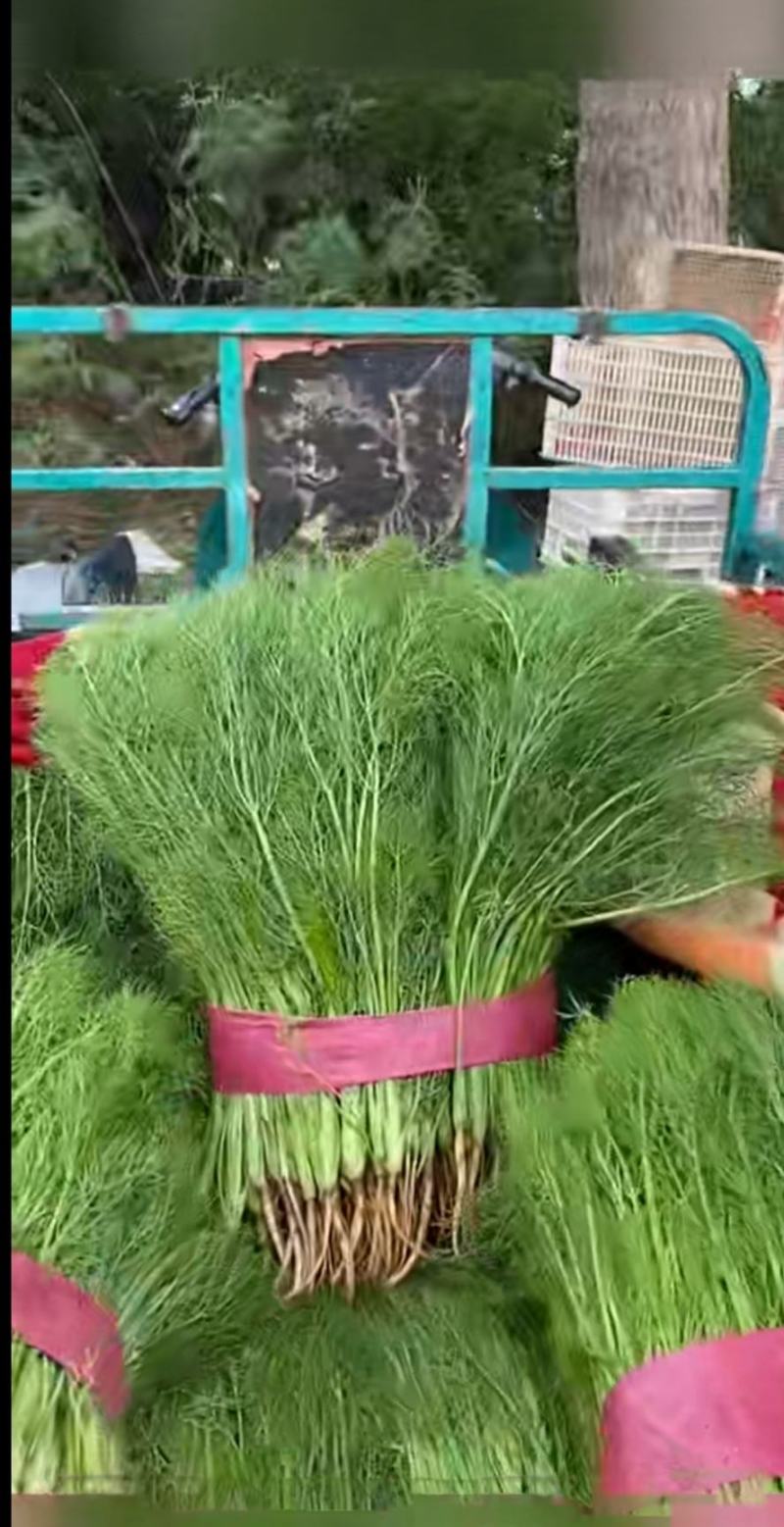 精品小茴香支持超市电商加工厂