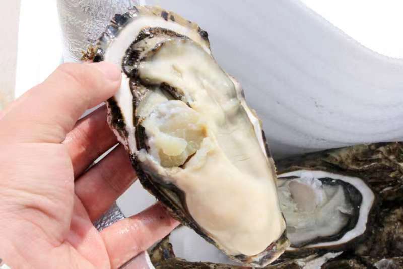好品山东.礼飨中国.新春佳节送蚝礼乳山牡蛎更满意