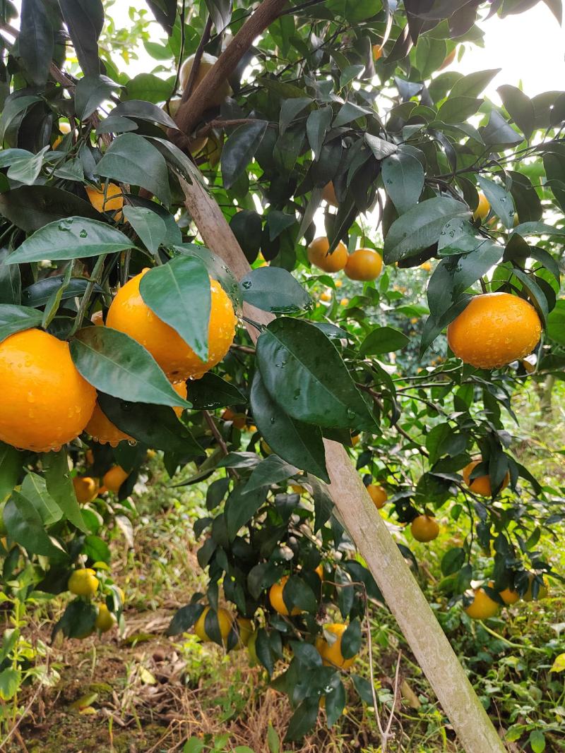 沃柑登场