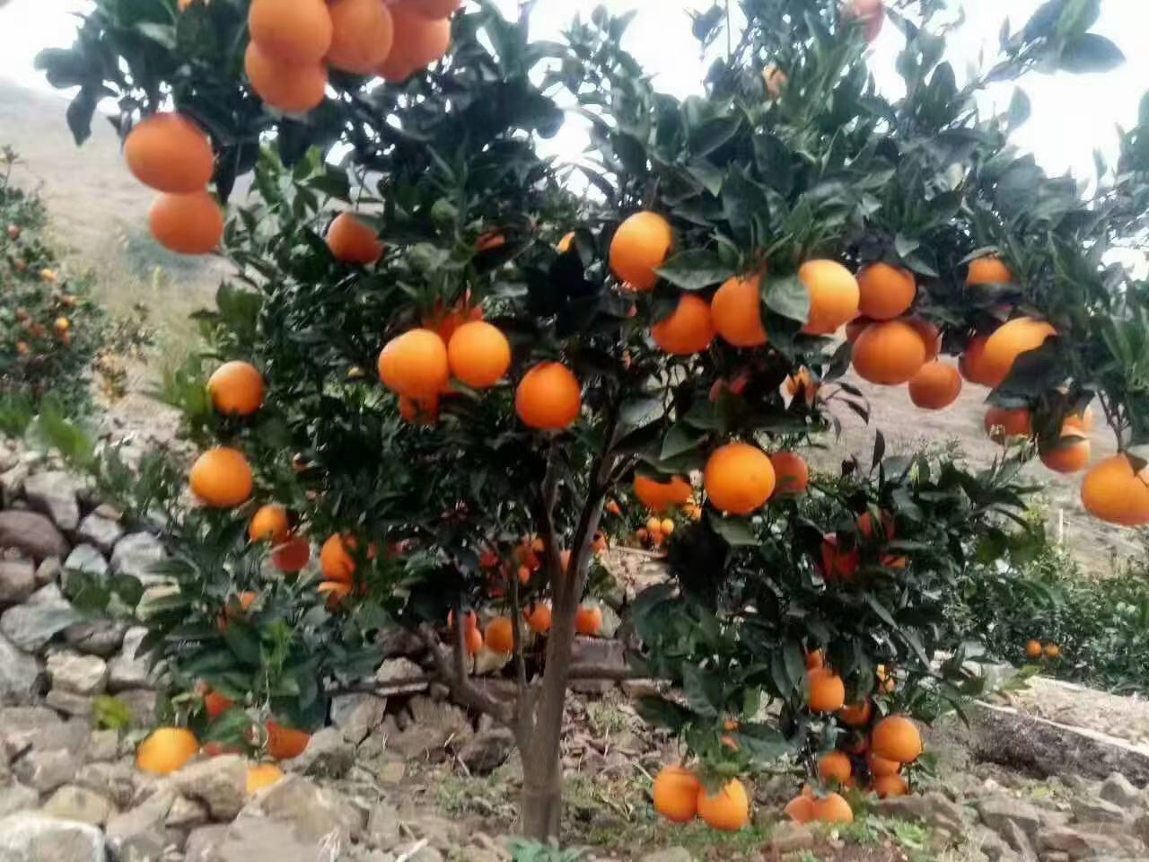 甜橙树与甜橙果实