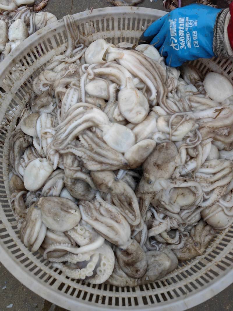 海产品136迷你8630八爪鱼，2110可+大量供应