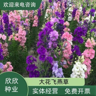 大花飞燕草四季易种活室外庭院秋天花种子春秋播花卉种子