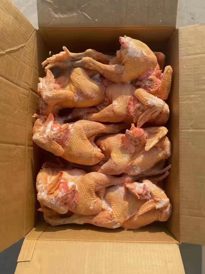 冻品三黄鸡批发价全国可发