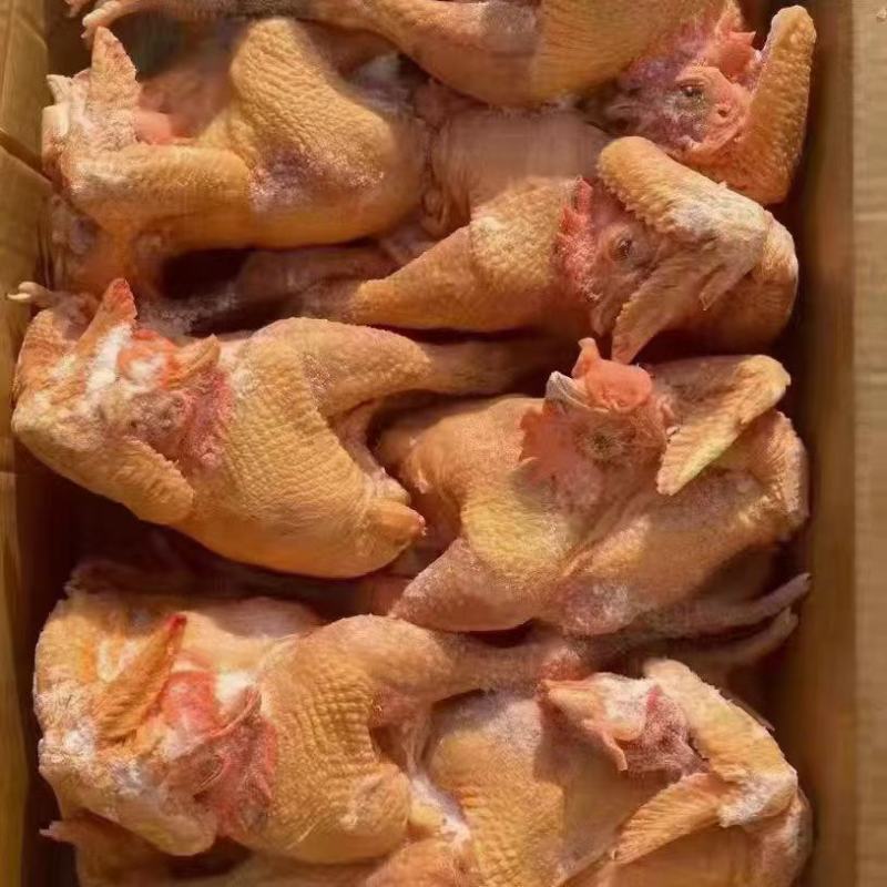 冻品三黄鸡批发价全国可发