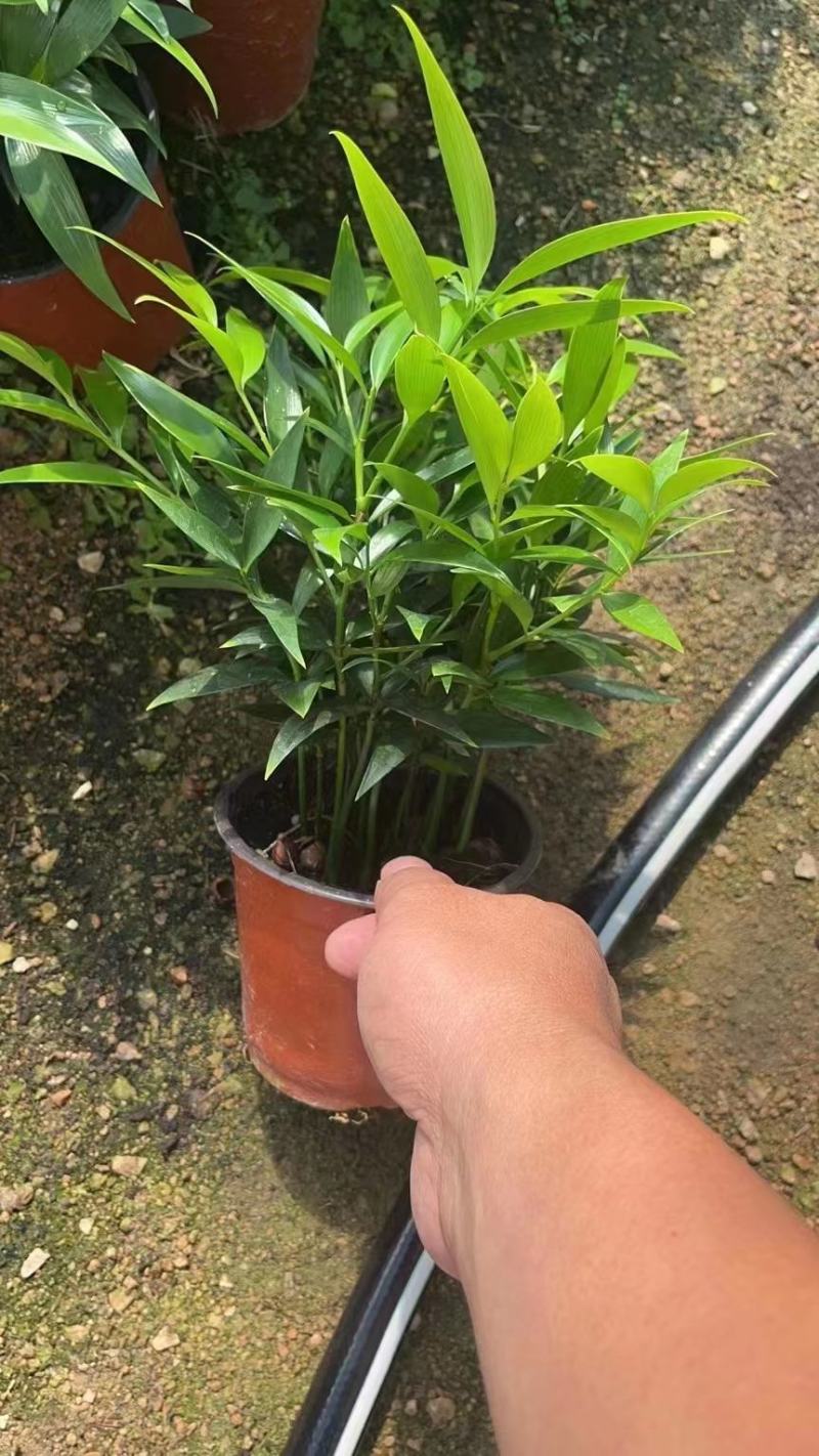 竹柏，大量出售各规格，量大从优，欢迎选购