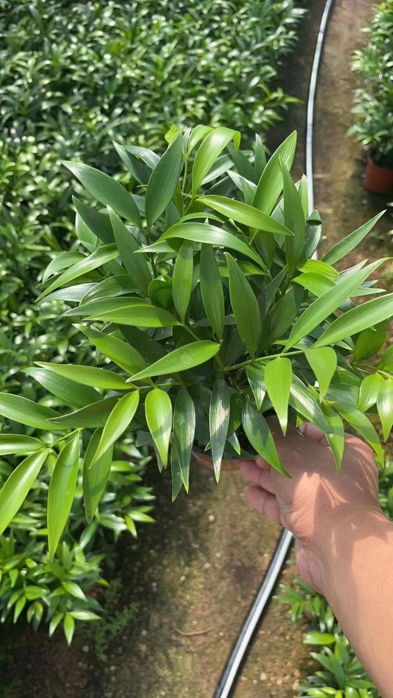 竹柏，大量出售各规格，量大从优，欢迎选购