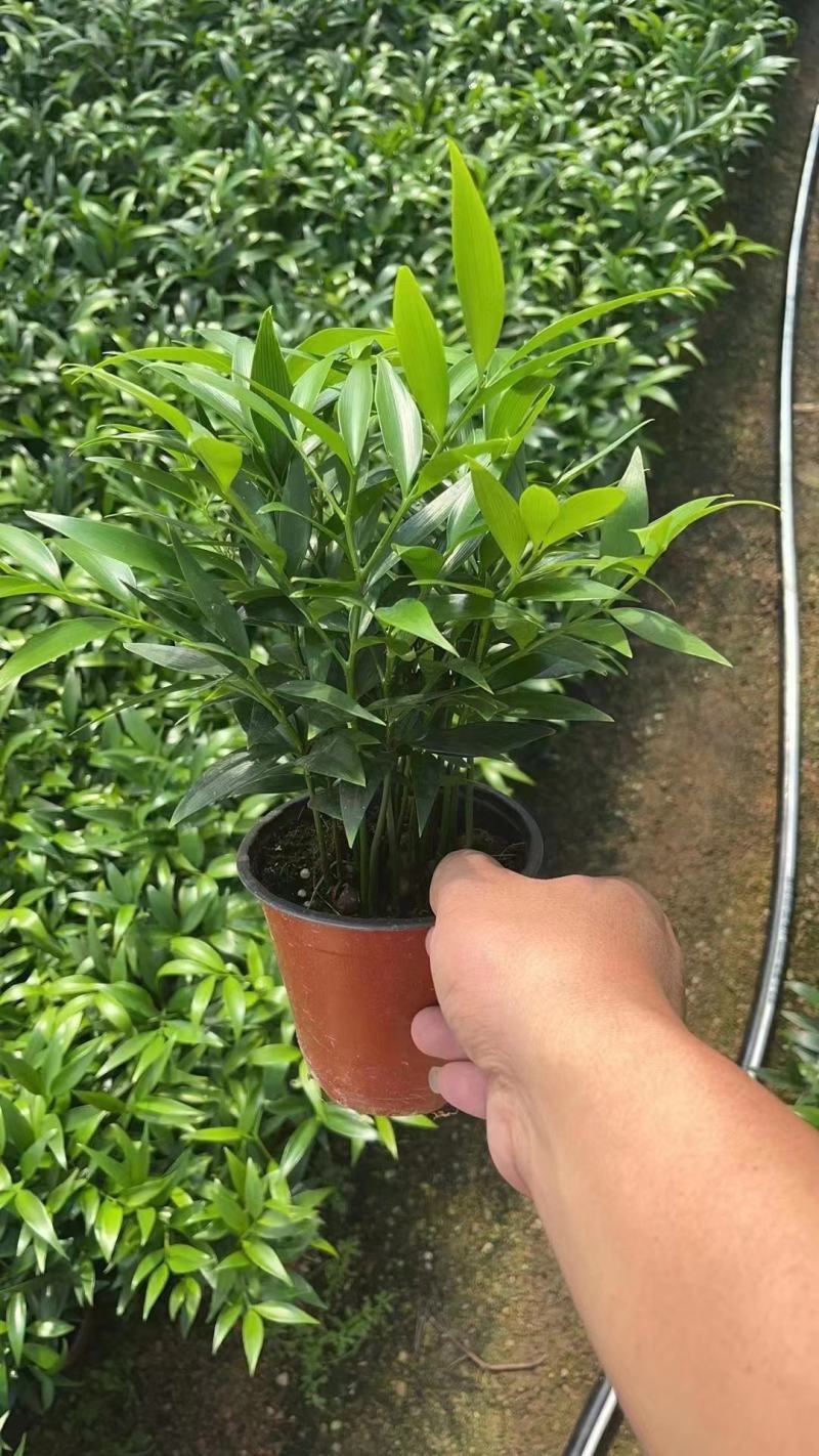 竹柏，大量出售各规格，量大从优，欢迎选购