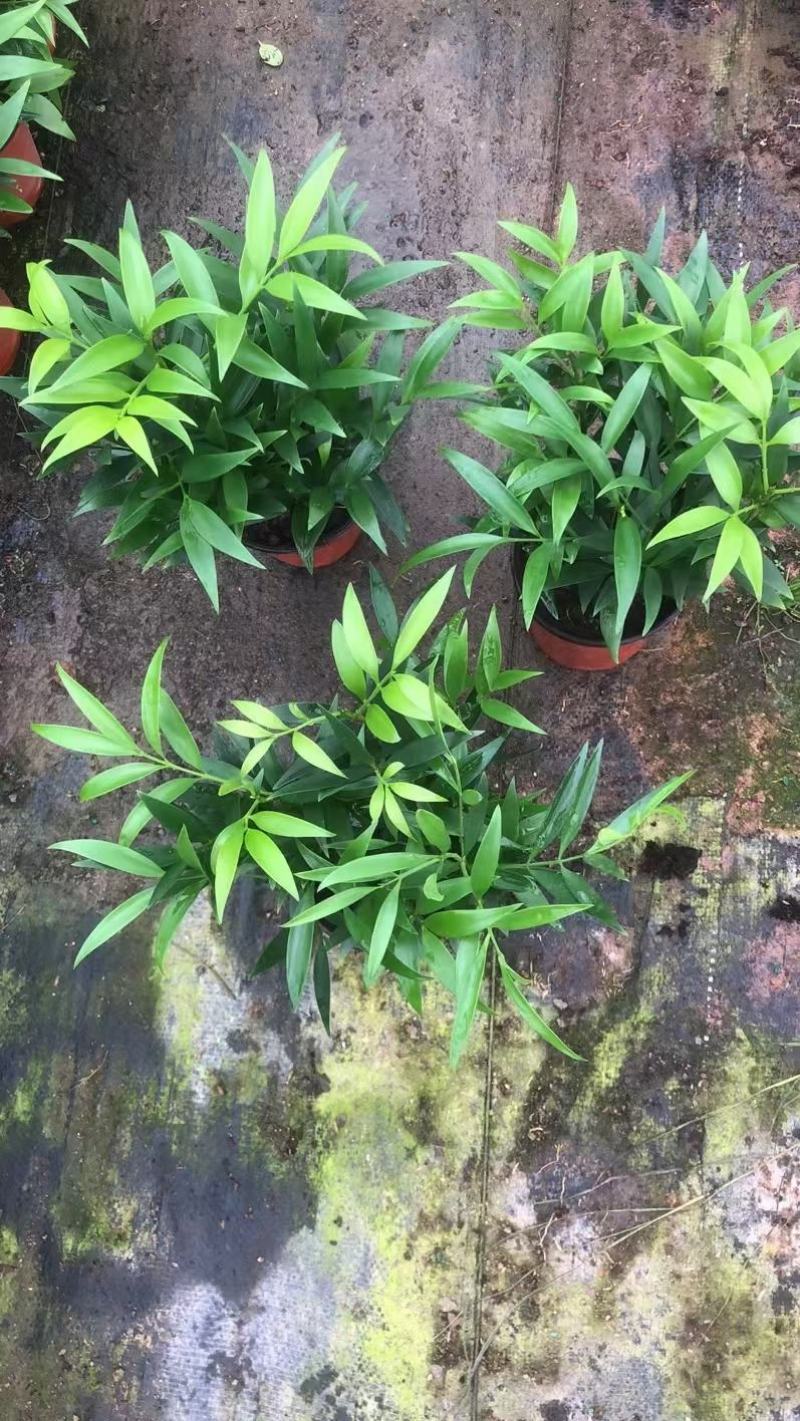 竹柏，大量出售各规格，量大从优，欢迎选购
